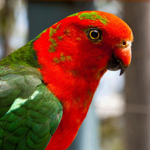 Parrot (Photo June Lahm)