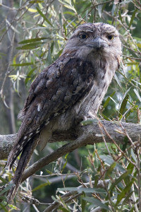 Owl (Photo June Lahm)