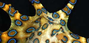 Blue ringed octopus warning (Image courtesy of Wikimedia Commons/Roy Caldwell)